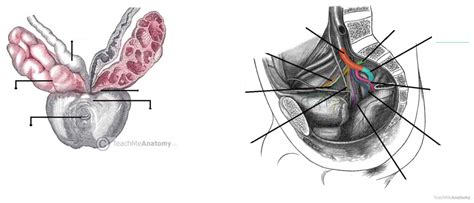 The Seminal Vesicles Diagram | Quizlet