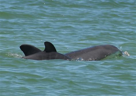 Listening to Sarasota Bay Dolphins - Sarasota Dolphin Research Program