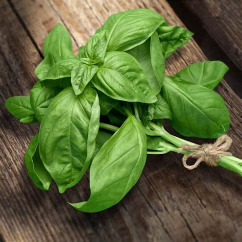 Basil (बसिल) | Kisangreenmart