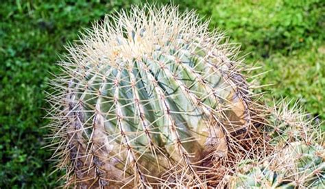 Para qué sirven las espinas de los cactus - Zona de cactus y suculentas