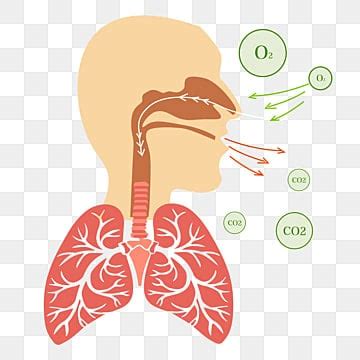 Respiratory PNG Transparent Images Free Download | Vector Files | Pngtree