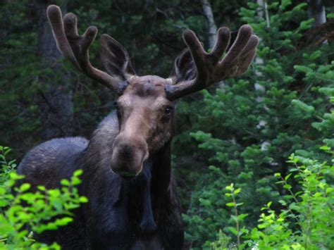 30 Photographs of Wildlife in Utah that will Drop Your Jaw