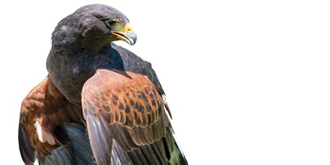 Falconry - At Talon’s Length • Kingdom Magazine