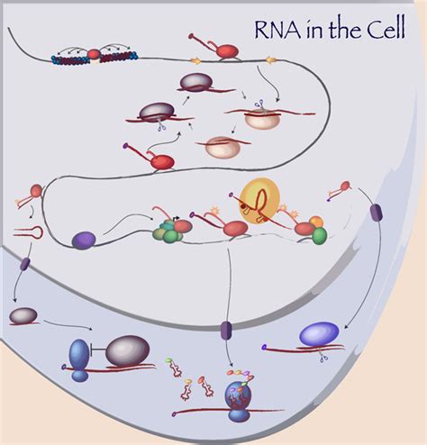 Phil Sharp's Lab - RNA in the Cell