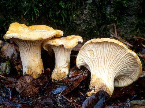 California Fungi: Cantharellus californicus