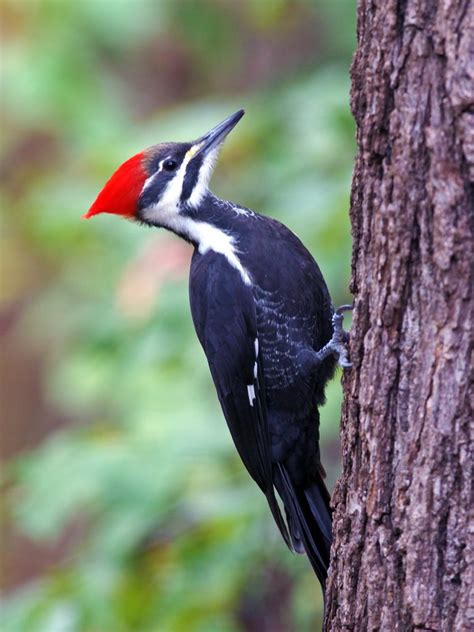 Pileated Woodpecker | Wild Kratts Wiki | Fandom