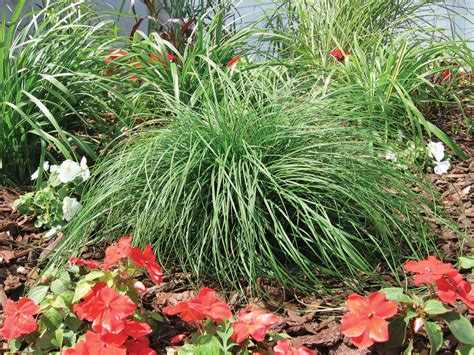 Carex pensylvanica - Norview Gardens Ltd.