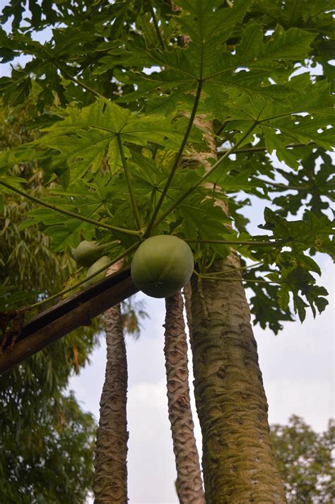 papaya tree that produces young fruit 17118941 Stock Photo at Vecteezy