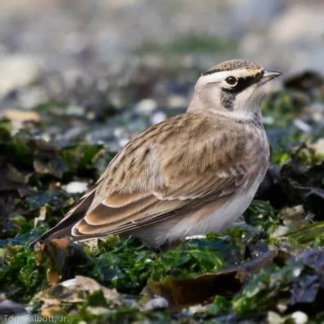 Female Horned Lark (Species=Eremophila alpestris / Standard Name=Horned ...