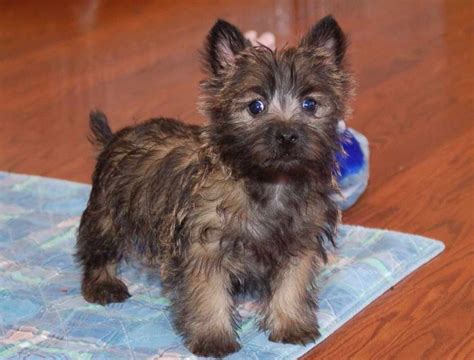 Cairn Terrier Breeders Illinois | PETSIDI