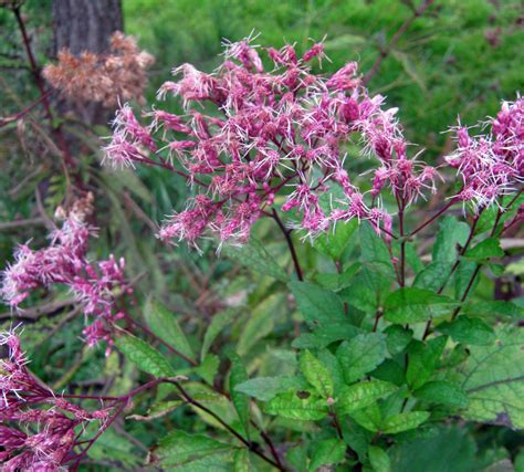 Fall Flowers - Late Blooming Perennials and Shrubs | Dengarden