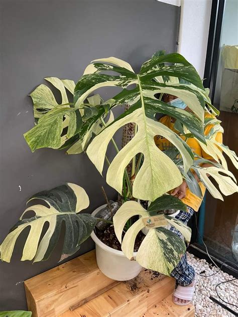 Monstera Mint Deliciosa Borsigiana Variegata: Care and Growing Guide