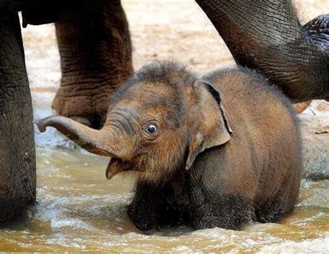 Super Excited Baby Elephant