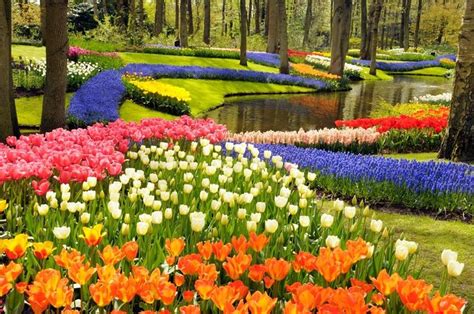 Keukenhof Gardens, Amsterdam | Tickets & Tours - 2024