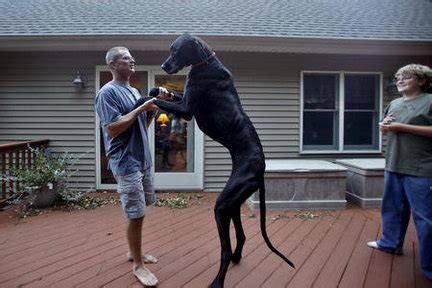 World’s Tallest Dog Zeus