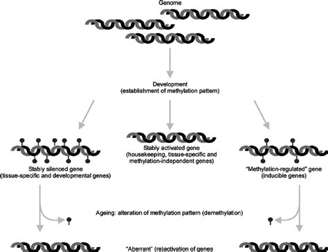 DNA methylation in development and aging. During embryonic development,... | Download Scientific ...