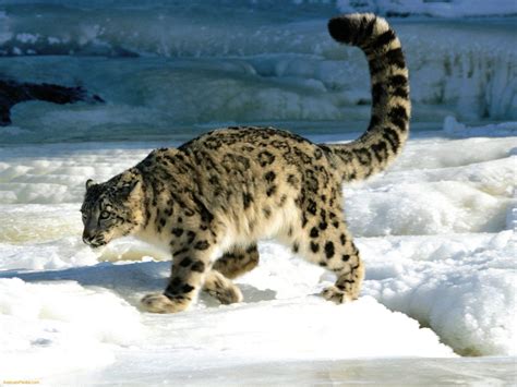 Photograph says everything: Great Snow Leopard