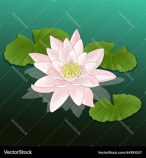 Water lily in a pond with leaves cartoon drawing Vector Image