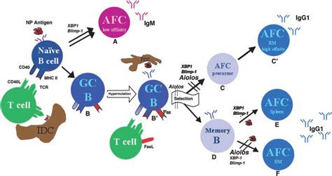 Distinct pathways of plasma cell differentiation and their... | Download Scientific Diagram