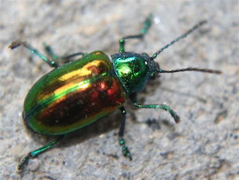 Iridescent Beetle - Chrysochus auratus - BugGuide.Net