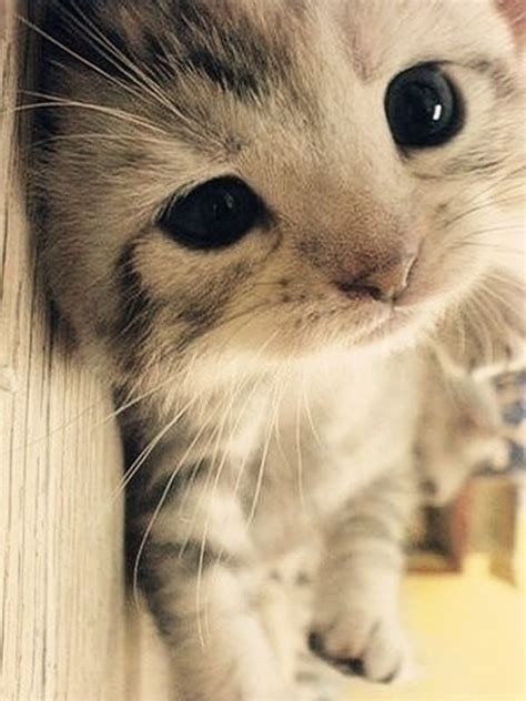 40 Pictures Of Animals With Cute Eyes - Tail and Fur