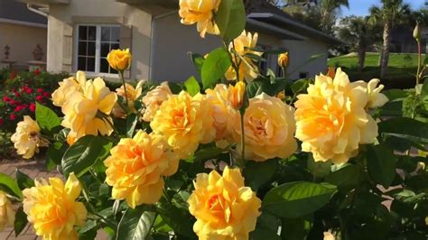 My Rose Garden Tour 🌹🌹🌹 In Florida - YouTube