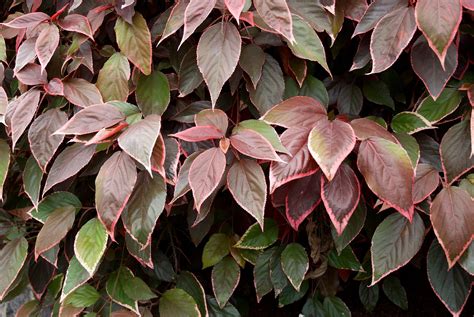 Acalypha Inferno | PLANTS WHITSUNDAY