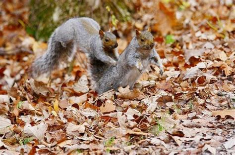 Fighting squirrels (20 pics + 2 videos) - Izismile.com