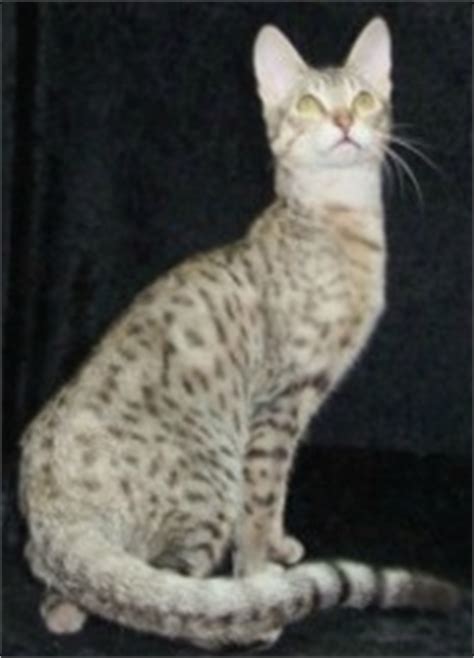 Serengeti Cat Breeders List