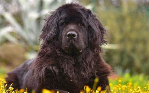 Top 10 Best Large Dog Breeds For Families With Children