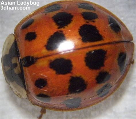 Why Do Ladybugs Have Spots?