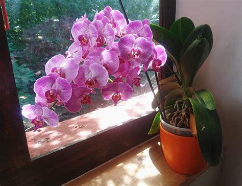 My phalaenopsis made 27 flowers on one single stem ! : r/orchids