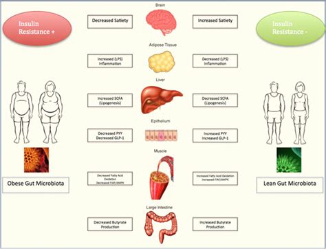 Gut microbiota and its influence on obesity. | Download Scientific Diagram