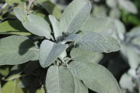 All There Is to Know About the Wonderful White Sage Plant - Garden and Happy