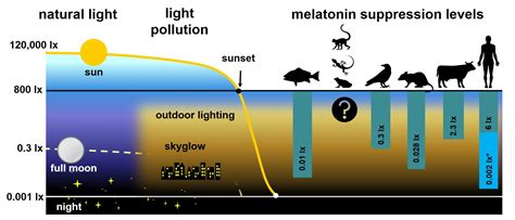 Light pollution can suppress melatonin production in humans and animals ...