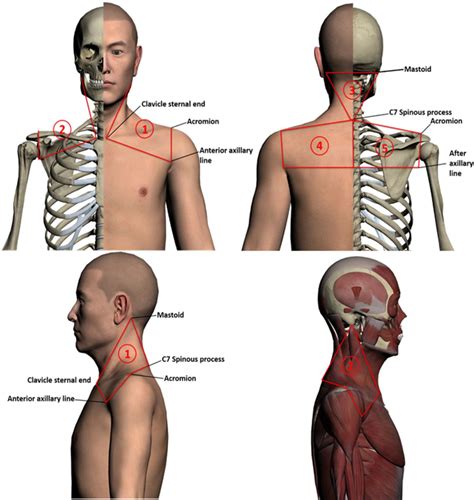 Acupuncture for chronic neck pain with sensitive points: study protocol for a multicentre ...