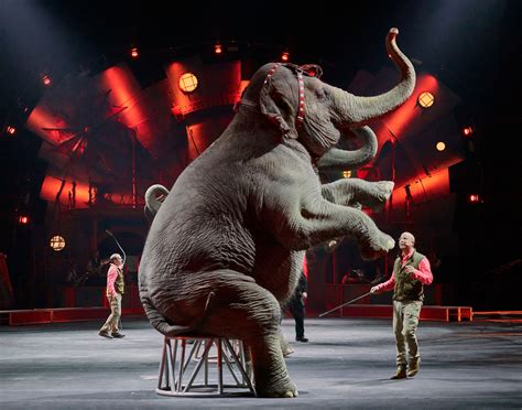 Elephant-Circus - DT Photo