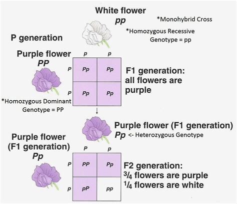 In the pea plant, purple colour of flower is dominant over white colour. Progeny obtained by ...