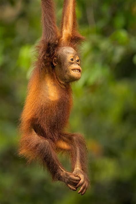 baby Orangutan playing - Francis J Taylor Photography