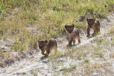 cecil-the-lion-cubs - Africa Geographic