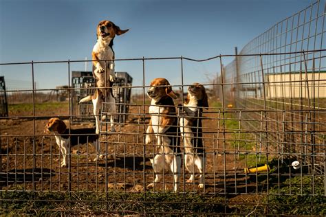 She bought an animal testing site and turned it into a rehab sanctuary - The Washington Post