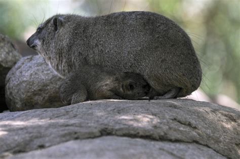 Wombat And Babies Free Stock Photo - Public Domain Pictures