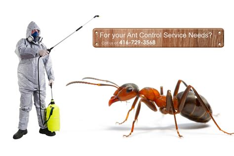 Ant ABCs and Purging These Pests | JDM Pest Control