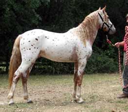 Spanish Jennet Horse Info, Origin, History, Pictures