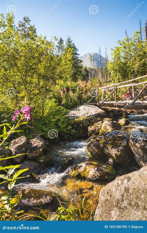 Old Wooden Bridge Over Creek Stock Image - Image of park, national: 103100795