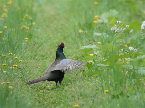 Green Pheasant - eBird