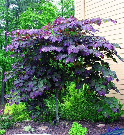 470 best Trees and shrubs images on Pinterest