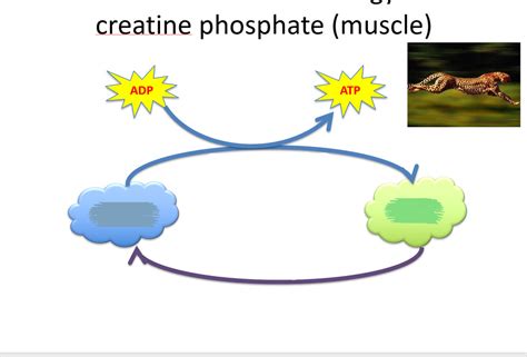 Creatine Phosphate Pathway Diagram | Quizlet