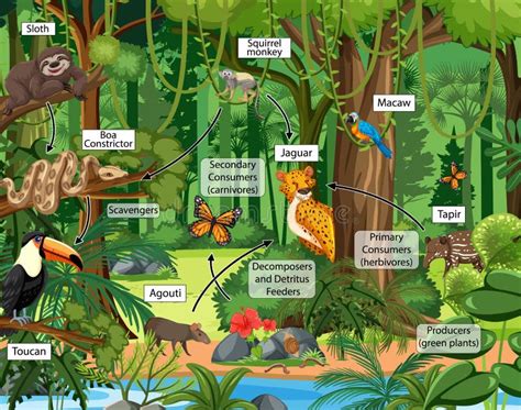 Food Chain Diagram Concept on Forest Background Stock Vector - Illustration of biological ...