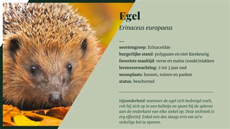 Egel - Onze Natuur